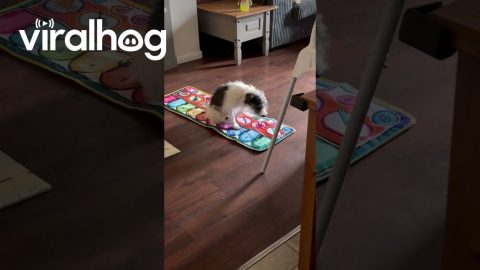 Dog's Scooting Butt Plays Piano Tune || ViralHog
