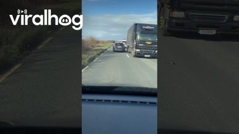 Dog Holding Up Traffic || ViralHog