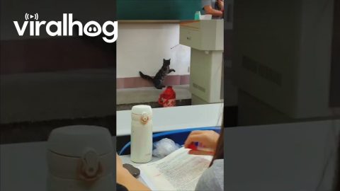 Cat Plays With Teacher’s Pointer During University Class || ViralHog