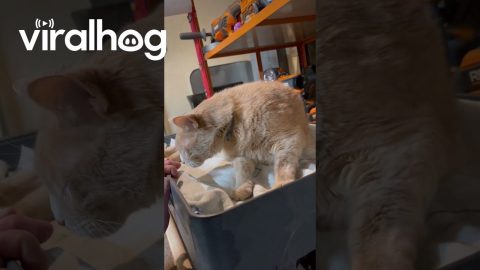 Talkative Orange Cat Is Ready For Yum Yums || ViralHog