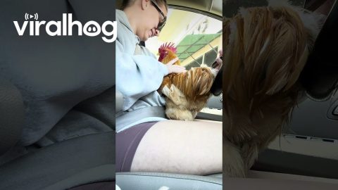 Pet Rooster Gets A Cluck Cup || ViralHog