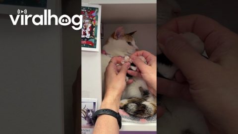 Polly Keeping Up With the 6-7 Trend || ViralHog