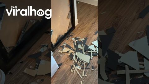Cute Puppy Breaks a Mirror || ViralHog