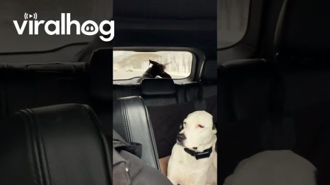 Doberman Chases the Windshield Wiper || ViralHog