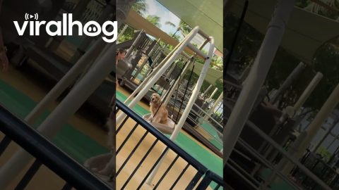 Golden Retriever Smiles From Park Swing || ViralHog