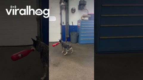 Pepper Only Swings for a Good Pitch! || ViralHog