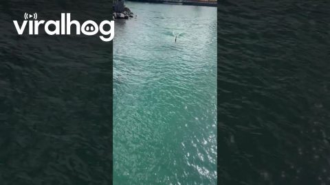 Two Orcas Swimming Whairepo Lagoon || ViralHog