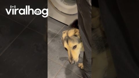 Embarrassed Pup Gets Paws Washed in Sink || ViralHog