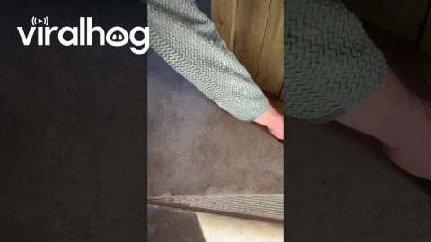 Tiling Wizards Conquer Tricky Angled Staircase || ViralHog