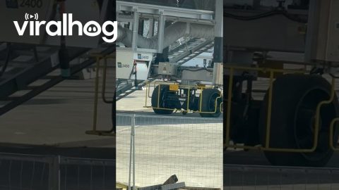 Cat Confidently Strolls Through Restricted Airport Apron || ViralHog