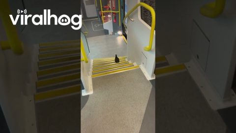 Train Passenger Bird Minds the Gap || ViralHog