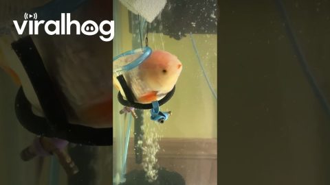 Fish Wheelchair Helps Pet Swim Better || ViralHog