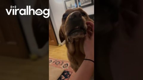 Dog's Lips Lift In Smirk As Owner Pets Face || ViralHog