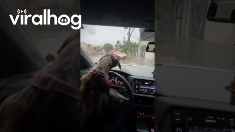 Dog Trying to Catch the Windshield Wiper || ViralHog