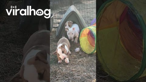 Bull Terrier Puppies Pile Out Of Cat Tent || ViralHog
