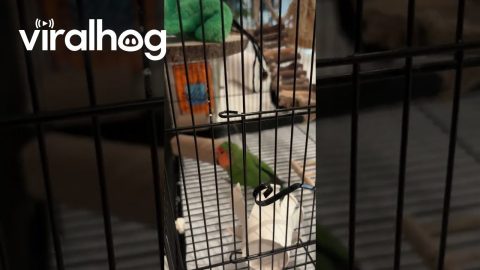 Lovebirds Have Created Advanced Helmet Technology and Entered the Cardboard Age || ViralHog