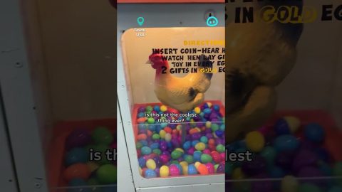 Vintage Coin-Op Chicken Egg Prize Machine || ViralHog Shorts
