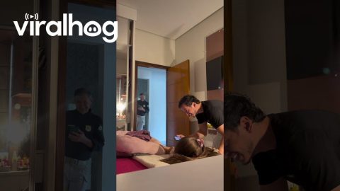 Mom Reflexes Save Newborn Dachshund From Falling Off Bed || ViralHog