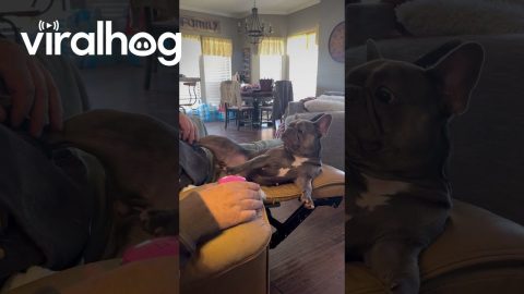 Frenchie Demands Immediate Foot Rubs || ViralHog