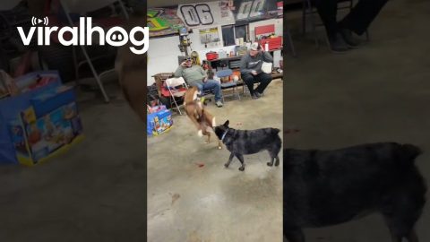 Funny Dog Acting Like a Bucking Bronco || ViralHog