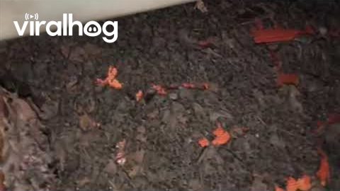 Bat Infestation || ViralHog
