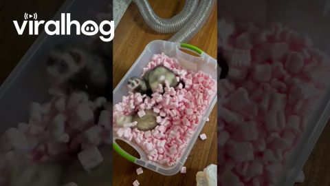 Trio of Playful Ferrets Mosh in Packing Peanuts || ViralHog