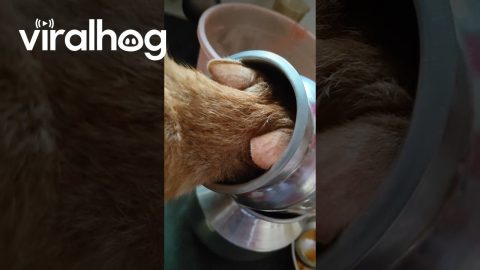 Orange Kitty Gets Caught Drinking From the Water Pitcher || ViralHog