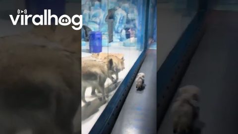 Little Dog Runs With Wolves at the Zoo || ViralHog