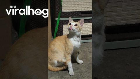 Fishcake the Cat Bleps While Loading Braincells || ViralHog