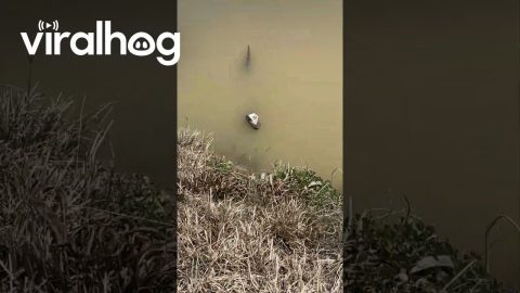 Gave an Alligator My Beefy 5 Layer Burrito || ViralHog