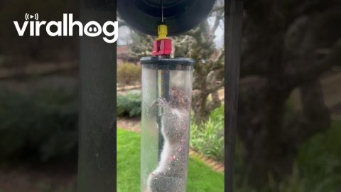 Squirrel Proof Bird Feeder || ViralHog