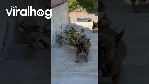 Little Dogs Try To Bring Tree Inside || ViralHog