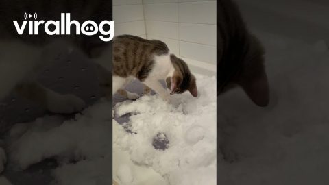 Letting Our Indoor Car Play With Snow || ViralHog