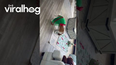 Basset Hound "Rescues" Baby Goat from His Tutu || ViralHog