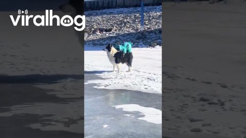 Small Dog Jumps on Larger Friend's Back || ViralHog