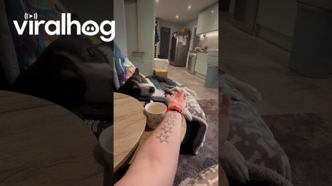 My Loyal Gentle Soul Ozzy || ViralHog