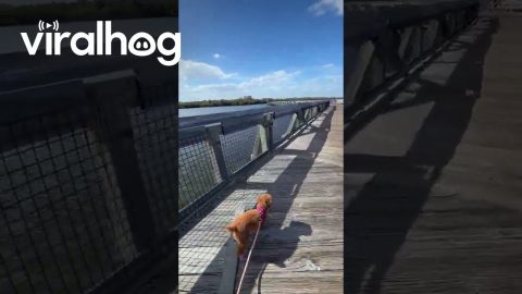 Sideways Trotting Dog || ViralHog