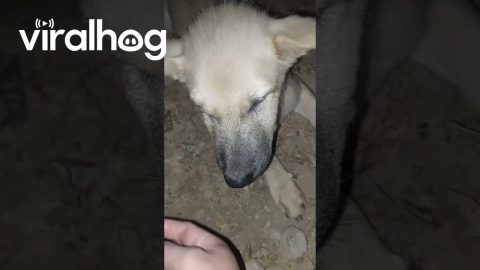 Dog Asks For Help Rescuing Friend Trapped In Hole || ViralHog