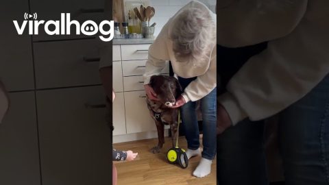 Dog Steals Baby's Pacifier || ViralHog