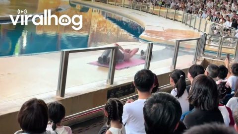 Zoo Staff Trick Volunteer Into Sit-Up Contest With Walrus During Show || ViralHog