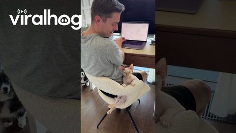 Sphynx Cat Sits Backwards on Chair || ViralHog