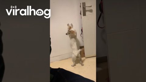 Dancing Dog Reaches For Wagging Tail || ViralHog