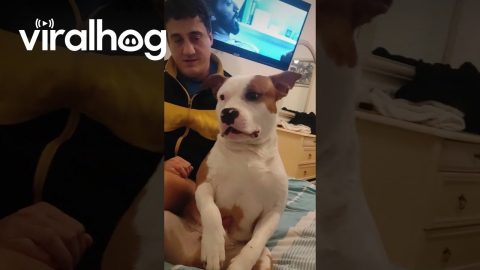 Someone Get This Dog an Oscar || ViralHog
