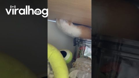 Comically Long Hamster || ViralHog