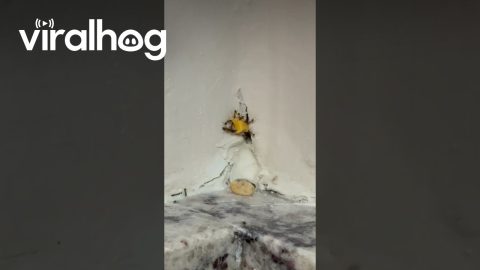 Ants Attempt to Push Cheese Piece Through Wall Hole || ViralHog