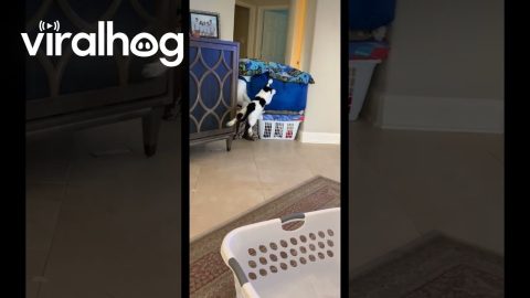 Cat's Failed Bean Bag Leap || ViralHog