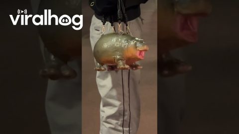 HippopotaPurse || ViralHog