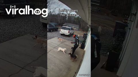 Pack of Cattle Dogs Excited to See Delivery Guy || ViralHog Shorts