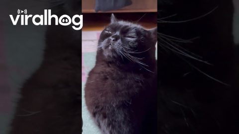 Cat Receiving the Last Remaining Brain Cell || ViralHog