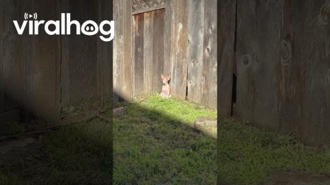 Senior Chihuahua Basks in Last Sliver of Sunlight || ViralHog